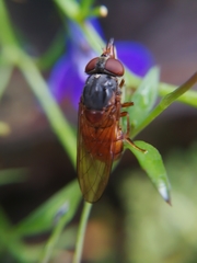 Rhingia