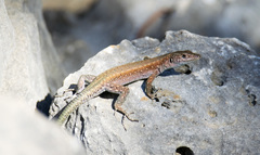 Lycian Rock Lizard photo 3