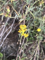 Senecio linearifolius linearifolius