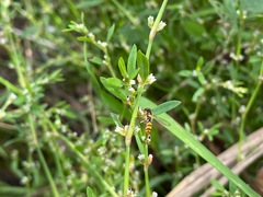 Sphaerophoria rueppellii