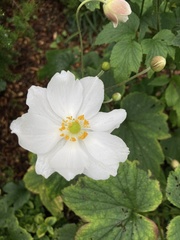 Eriocapitella vitifolia