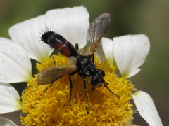 Cylindromyia auriceps