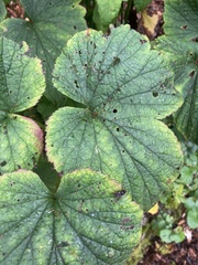 Eriocapitella vitifolia