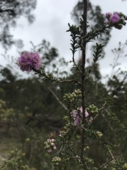 Kunzea recurva