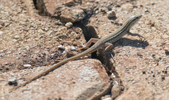 Ophisops elegans macrodactylus