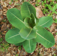 Asclepias elata