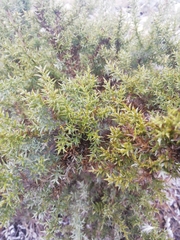 Ulex argenteus argenteus