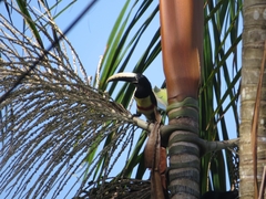 Pteroglossus aracari