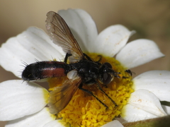 Cylindromyia auriceps