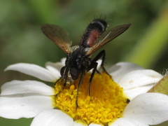 Cylindromyia auriceps