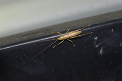 Austrosalomona destructor