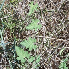 Convolvulus althaeoides althaeoides