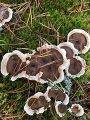 Phellodon tomentosus