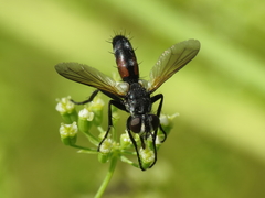Cylindromyia auriceps