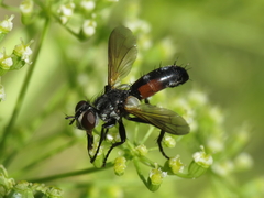 Cylindromyia auriceps