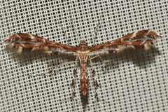 Oxyptilus chrysodactyla