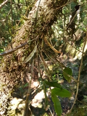 Dendrobium tetragonum