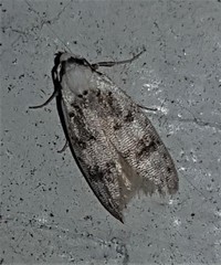 Scatochresis innumera