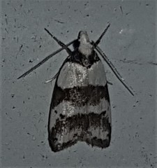 Eulechria triferella