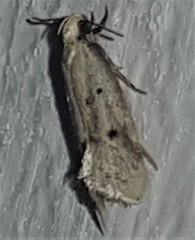 Mimobrachyoma meselectra