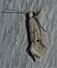 Mimobrachyoma meselectra