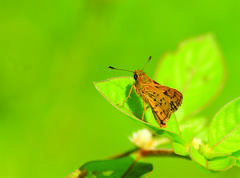 Potanthus pseudomaesa