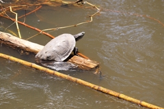 Phrynops geoffroanus