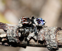 Maratus harrisi