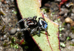 Maratus harrisi