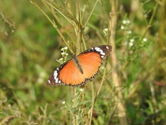 Danaus chrysippus