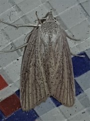 Prionopterina grammatistis