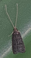 Lecithocera terrigena