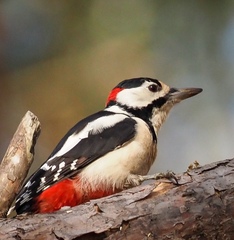 Dendrocopos major
