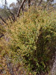 Pomaderris paniculosa paniculosa