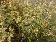 Pomaderris paniculosa paniculosa