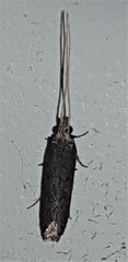 Lecithocera terrigena