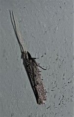 Lecithocera terrigena