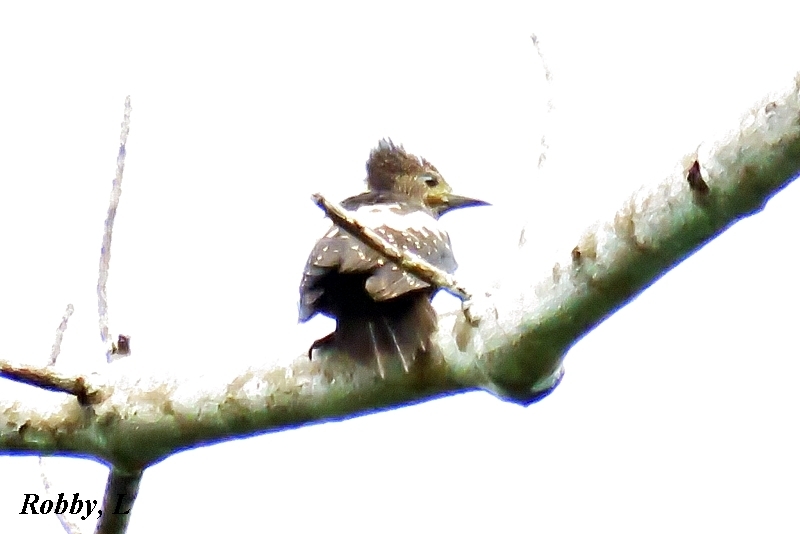 Black-And-Buff Woodpecker