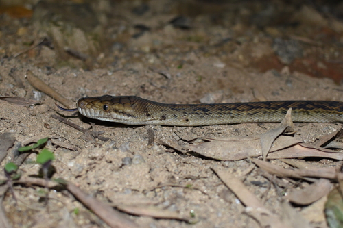 Australian Scrub Python sighting