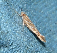 Pyroderces argyrogrammos