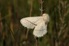 Phiala