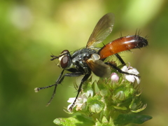 Cylindromyia pilipes