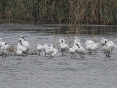 Platalea minor