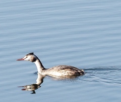Podiceps cristatus