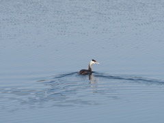 Podiceps cristatus