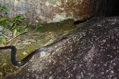 Stegonotus australis
