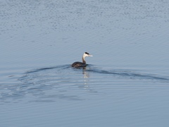 Podiceps cristatus