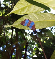 Paches loxus gloriosus