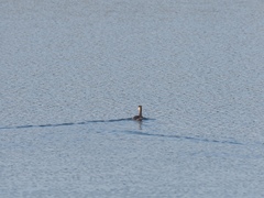 Podiceps cristatus