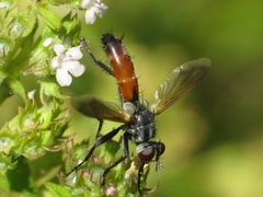 Cylindromyia pilipes